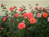 348b29c5-Picture 188.jpg